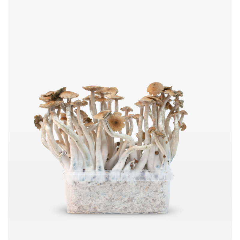 Mondo Growkit - Mckennaii