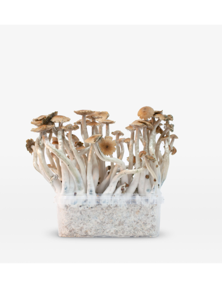 Mondo Growkit - Mckennaii