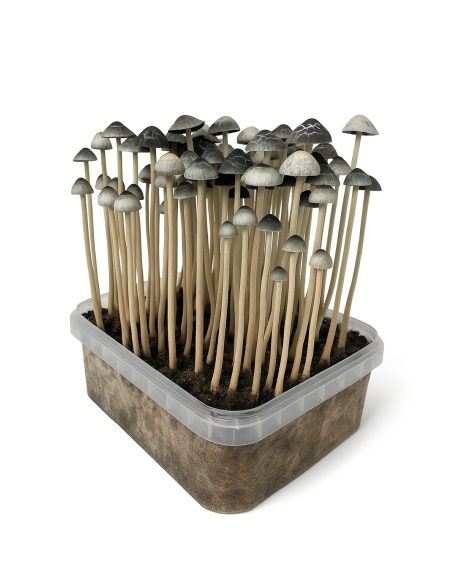 Panaeolus Copelandia Cyanescens Hawaiian Growkit