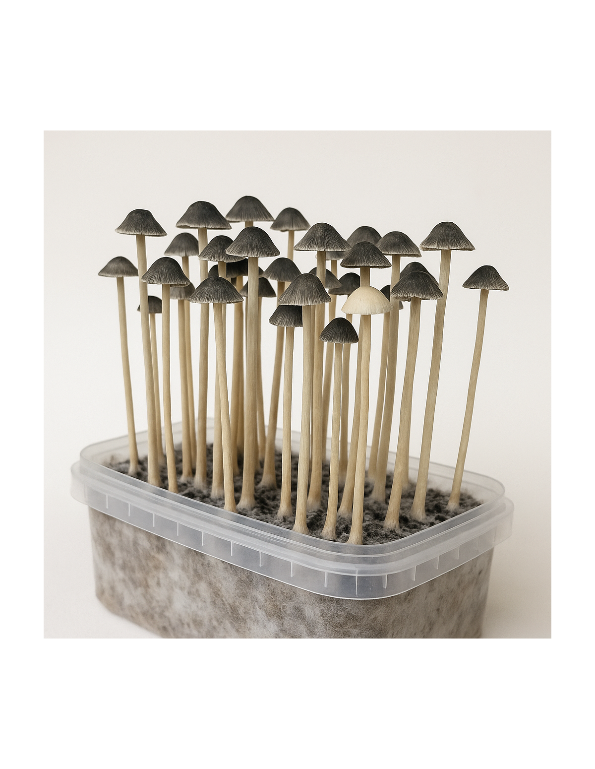 Panaeolus Copelandia Cyanescens Hawaiian Growkit