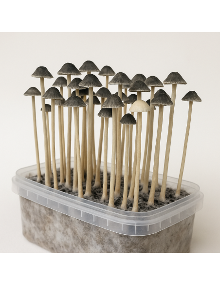 Panaeolus Copelandia Cyanescens Hawaiian Growkit