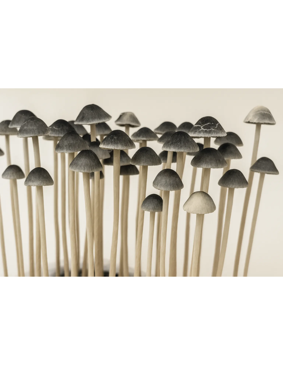 Panaeolus Copelandia Cyanescens Hawaiian Growkit