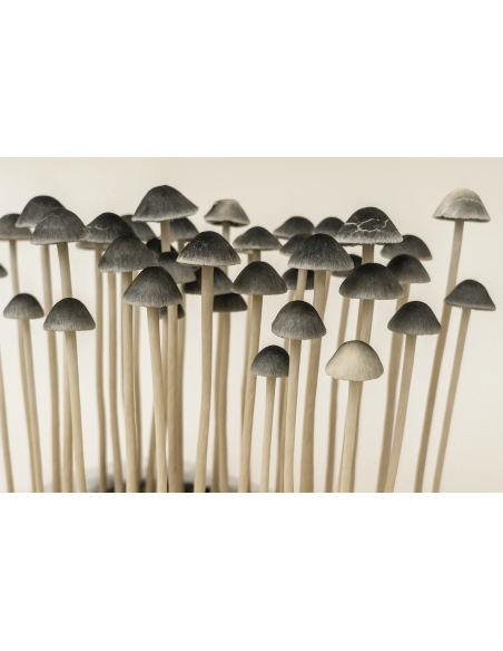 Panaeolus Copelandia Cyanescens Hawaiian Growkit