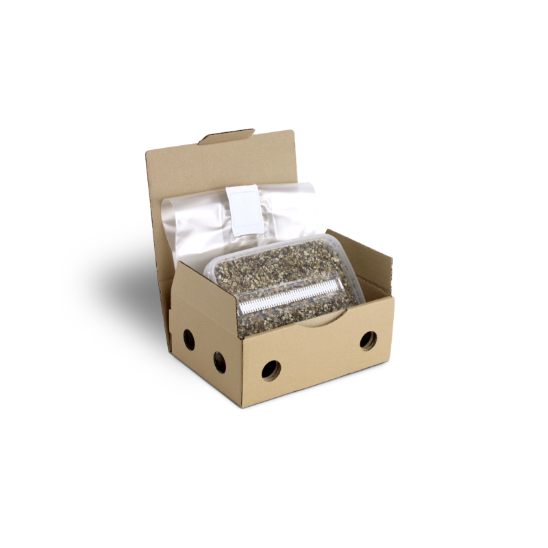 Mondo Growkit - Mckennaii