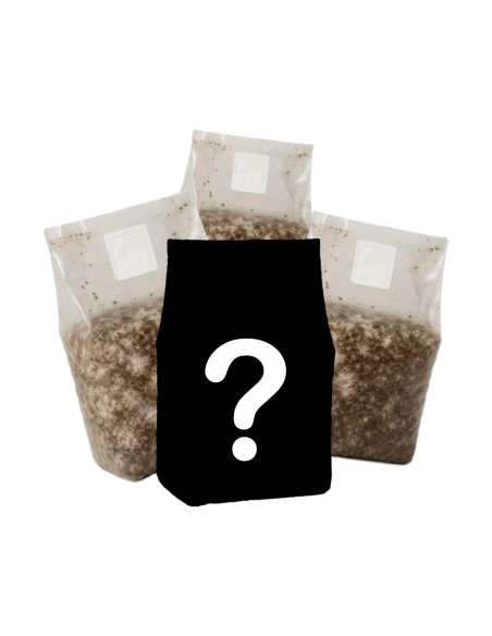 Mystery Mycobag