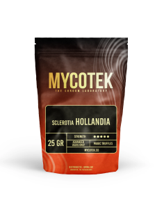 Magic Truffles - Psilocybe HOLLANDIA - Mycotek 2