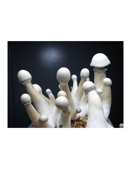 Psilocybe cubensis 'Albino' A+ Psilocybe cubensis 'Albino' A+