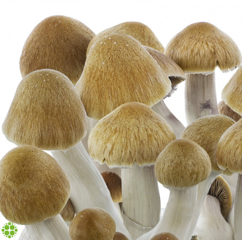 Psilocybe cubensis Ecuador