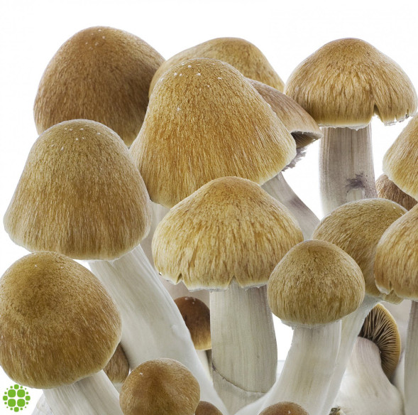 Psilocybe cubensis Ecuador Psilocybe cubensis Ecuador