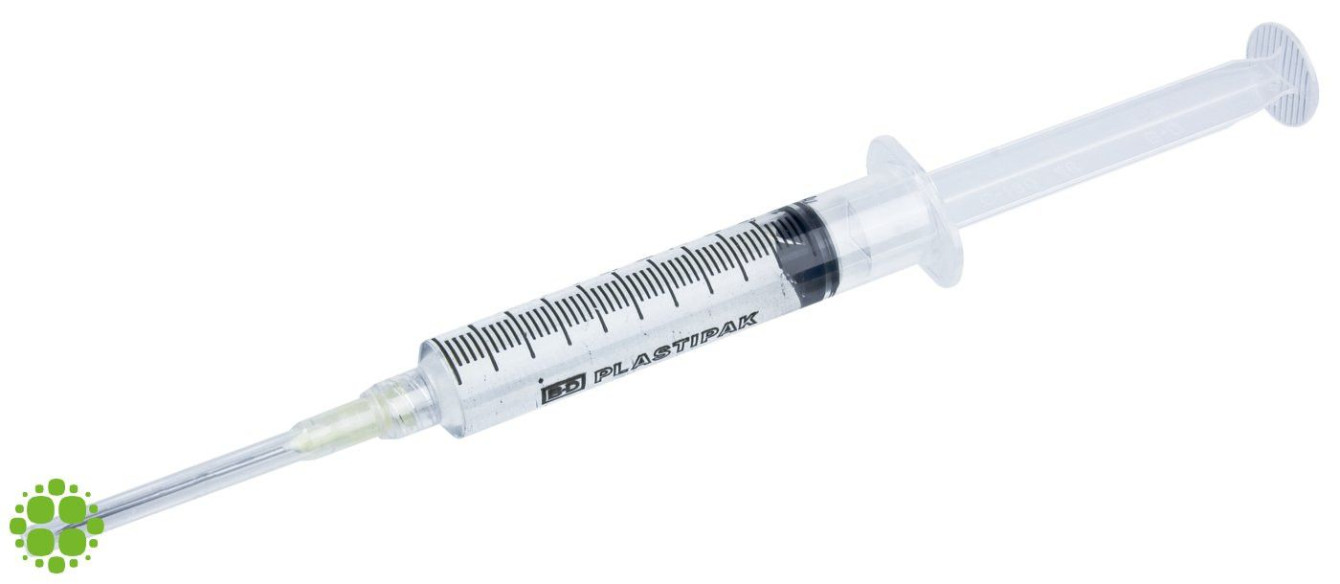 Psilocybe cubensis Golden Teacher