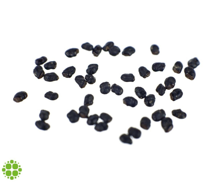 Peyote (Lophophora williamsii) seeds