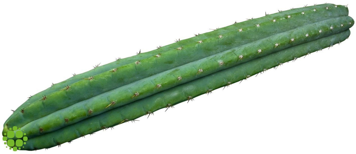 San Pedro cutting Pachanoi 25 - 29 cm  - 1 San Pedro cutting Pachanoi 25 - 29 cm  - 1