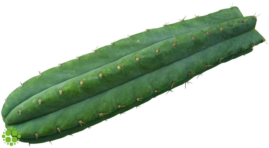 San Pedro cutting Pachanoi 25 - 29 cm  - 2