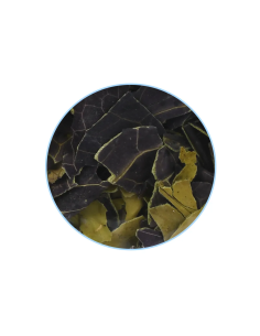 Dream herb - Calea zacatechichi 2