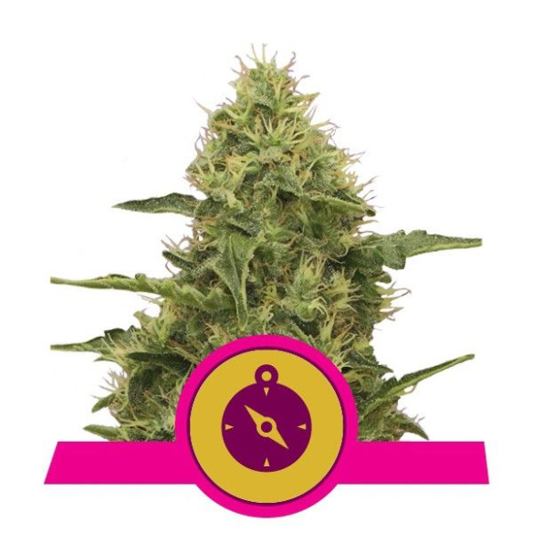 Northern Light - Royal Queen Seeds  - 1 Northern Light - Royal Queen Seeds  - 1