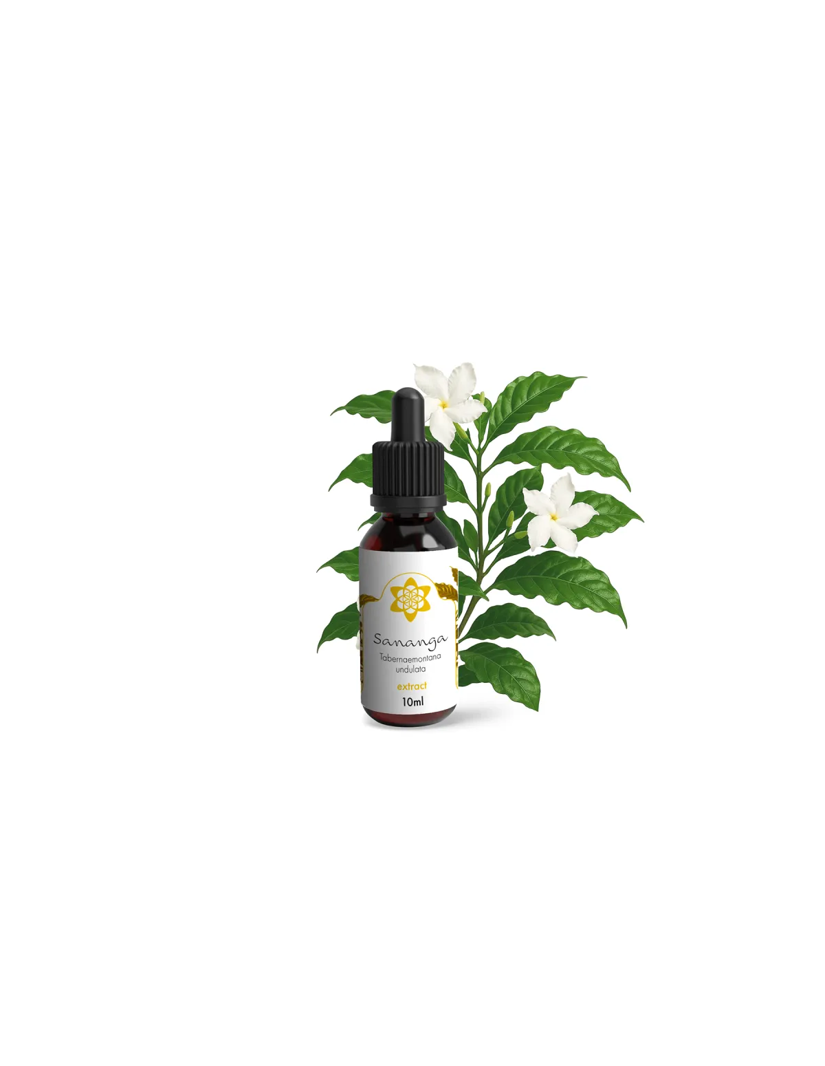 Sananga - Tabernaemontana Undulata