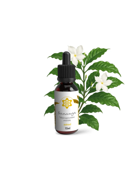 Sananga - Tabernaemontana Undulata