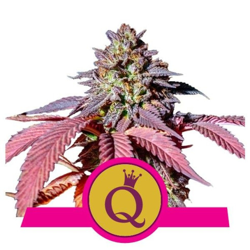 Purple Queen - Royal Queen Seeds  - 1