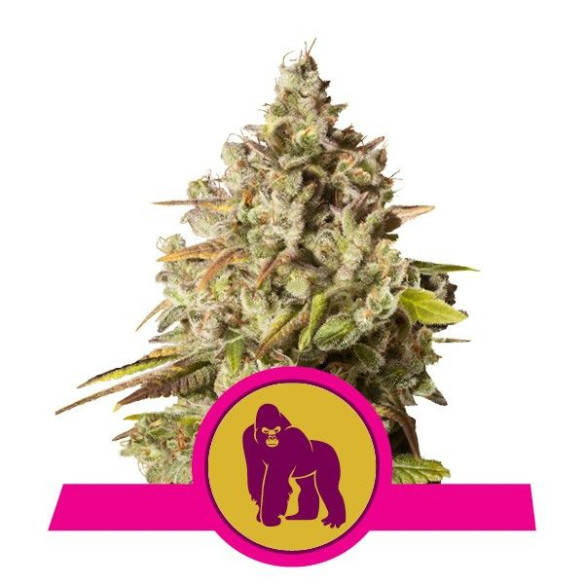 Royal Gorilla - Royal Queen Seeds  - 1 Royal Gorilla - Royal Queen Seeds  - 1