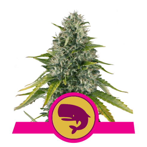 Royal Moby - Royal Queen Seeds  - 2