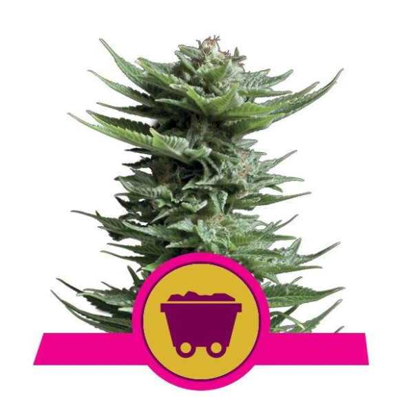 Shining Silver Haze - Royal Queen Seeds  - 1 Shining Silver Haze - Royal Queen Seeds  - 1