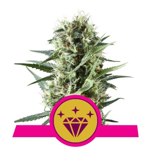 Special Kush - Royal Queen Seeds  - 2