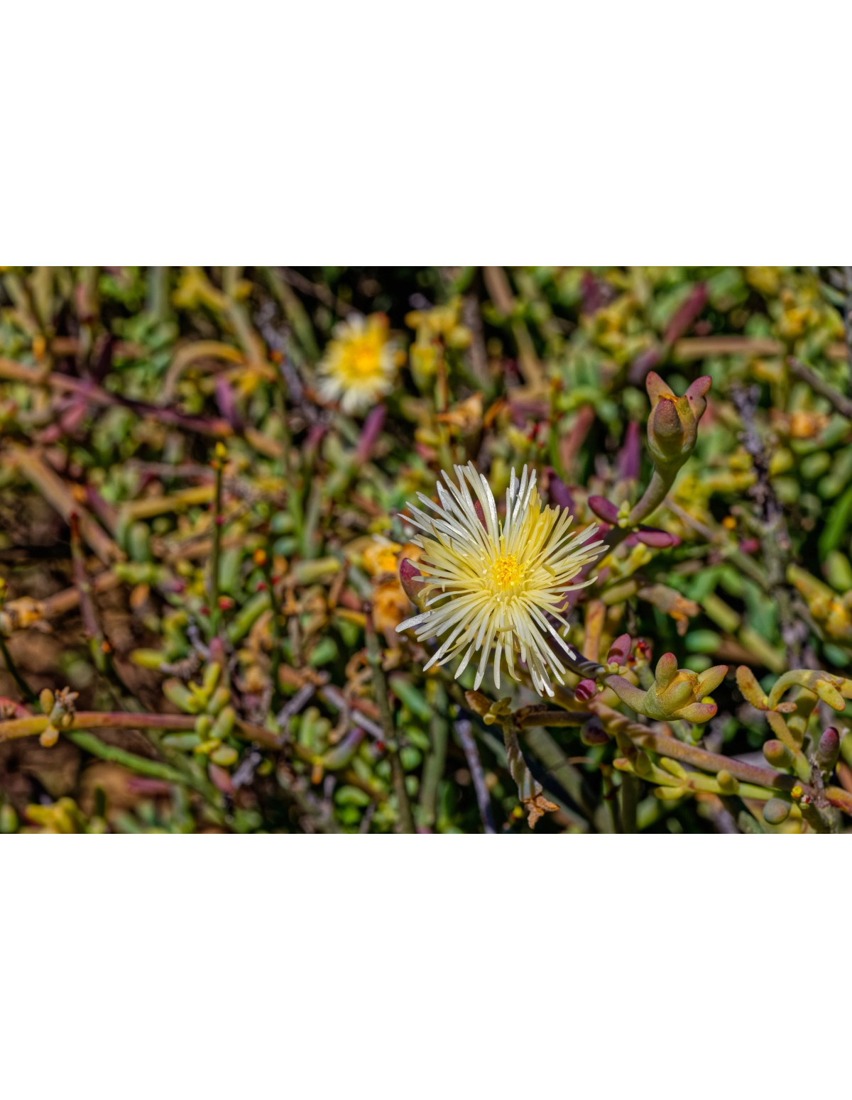 Kanna (Sceletium Tortuosum) – Finely Powdered Herb Thailand