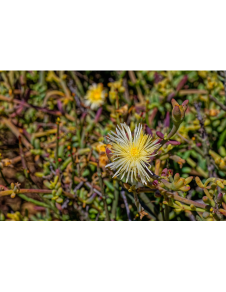 Kanna (Sceletium Tortuosum) – Finely Powdered Herb Thailand