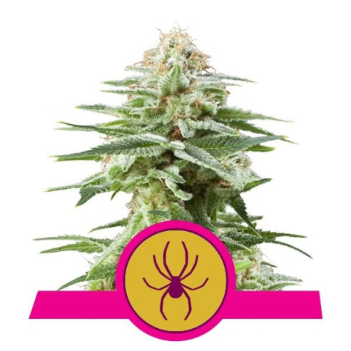 White Widow - Royal Queen Seeds  - 2