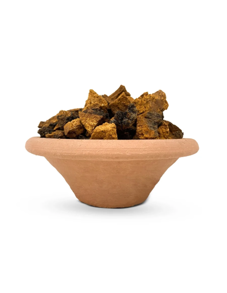 Chaga (Inonotus Obliquus) – Whole, Wild Harvested from Finland