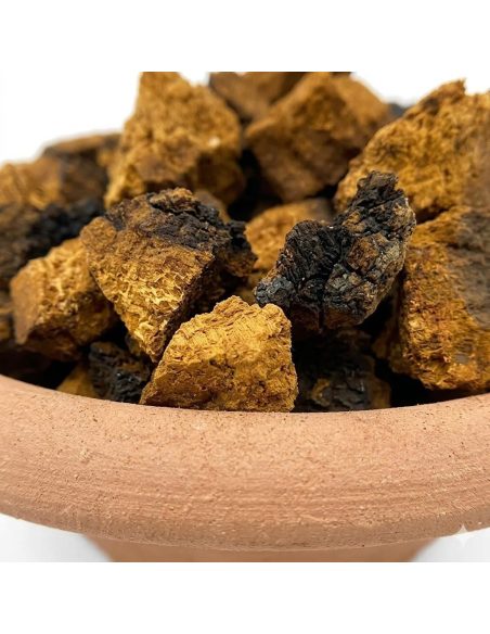 Chaga (Inonotus Obliquus) – Whole, Wild Harvested from Finland