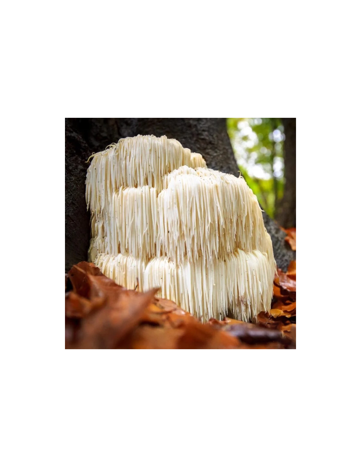 Lion’s Mane Extract (Hericium erinaceus) – 30ml