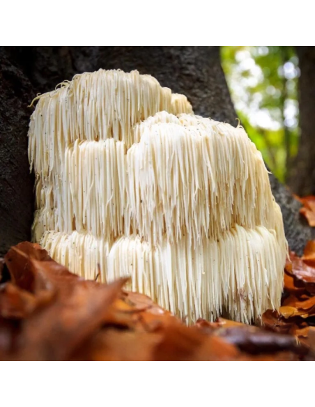 Lion’s Mane Extract (Hericium erinaceus) – 30ml
