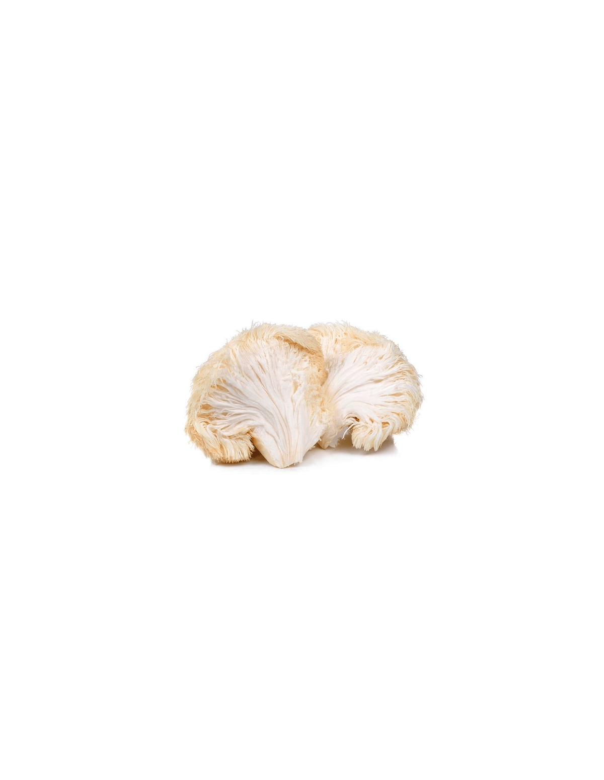 Lion’s Mane Extract (Hericium erinaceus) – 30ml