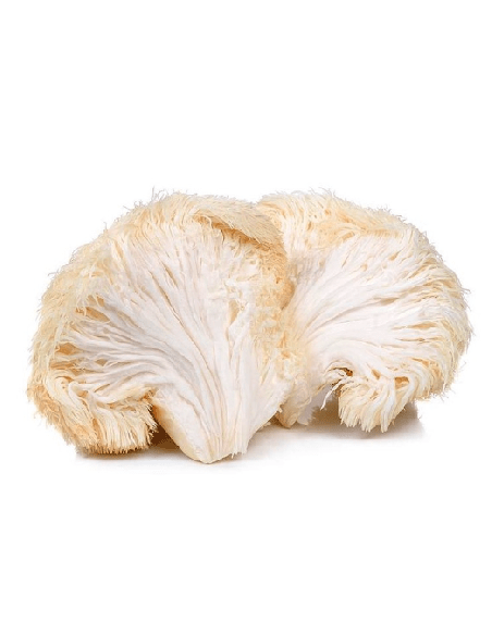 Lion’s Mane Extract (Hericium erinaceus) – 30ml