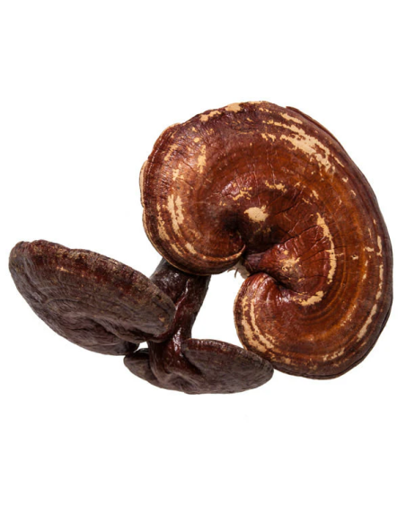 Reishi (Ganoderma Lucidum) – Powdered Ling Zhi Mushroom from China, 100 grams