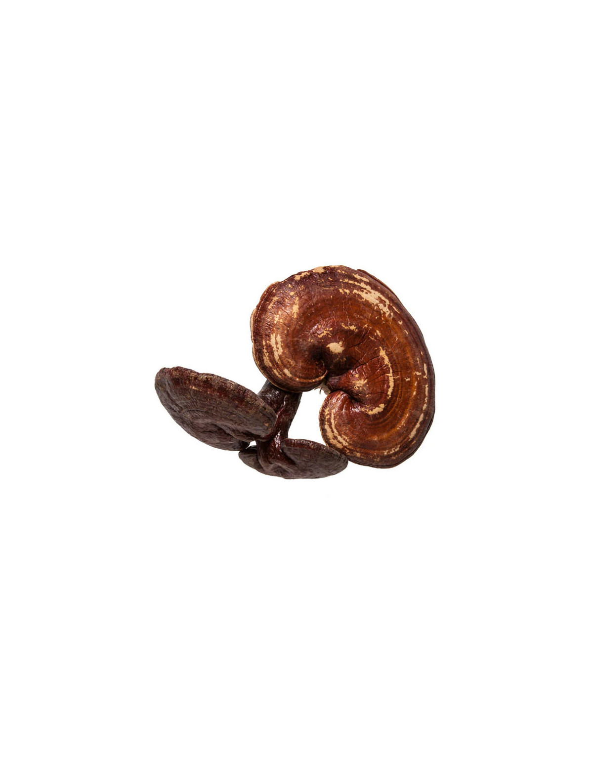 Reishi Extract (Ganoderma lucidum) – 30ml