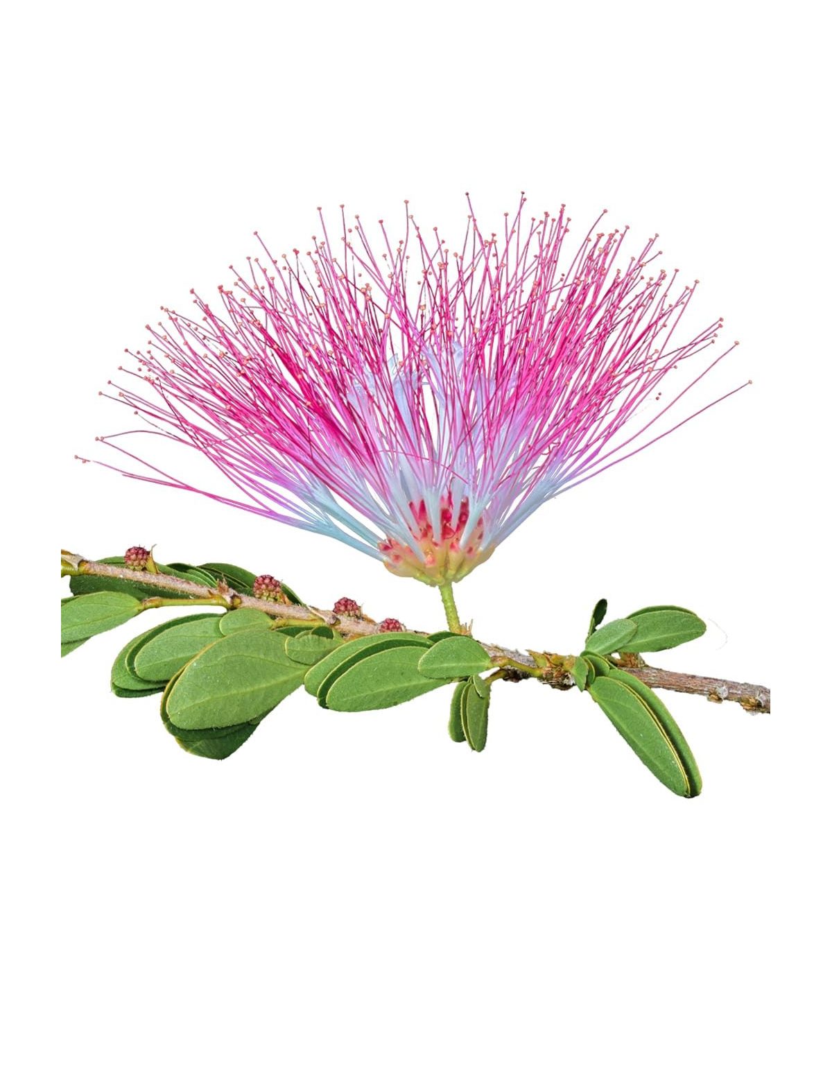 Bobinsana-Tinktur (Calliandra angustifolia) – 10ml