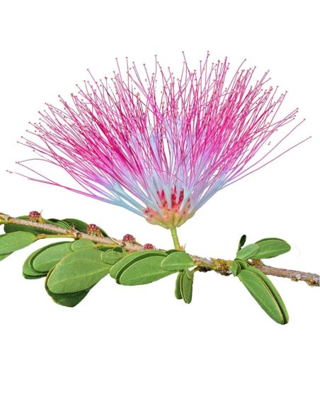 Teinture de Bobinsana (Calliandra angustifolia) – 10ml