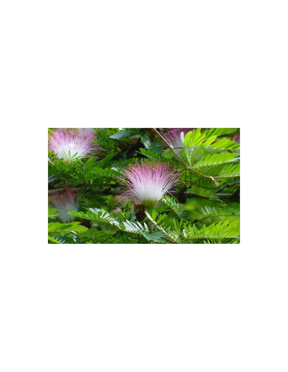 Bobinsana-Tinktur (Calliandra angustifolia) – 10ml