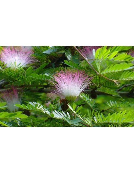 Bobinsana Tincture (Calliandra angustifolia) – 10ml