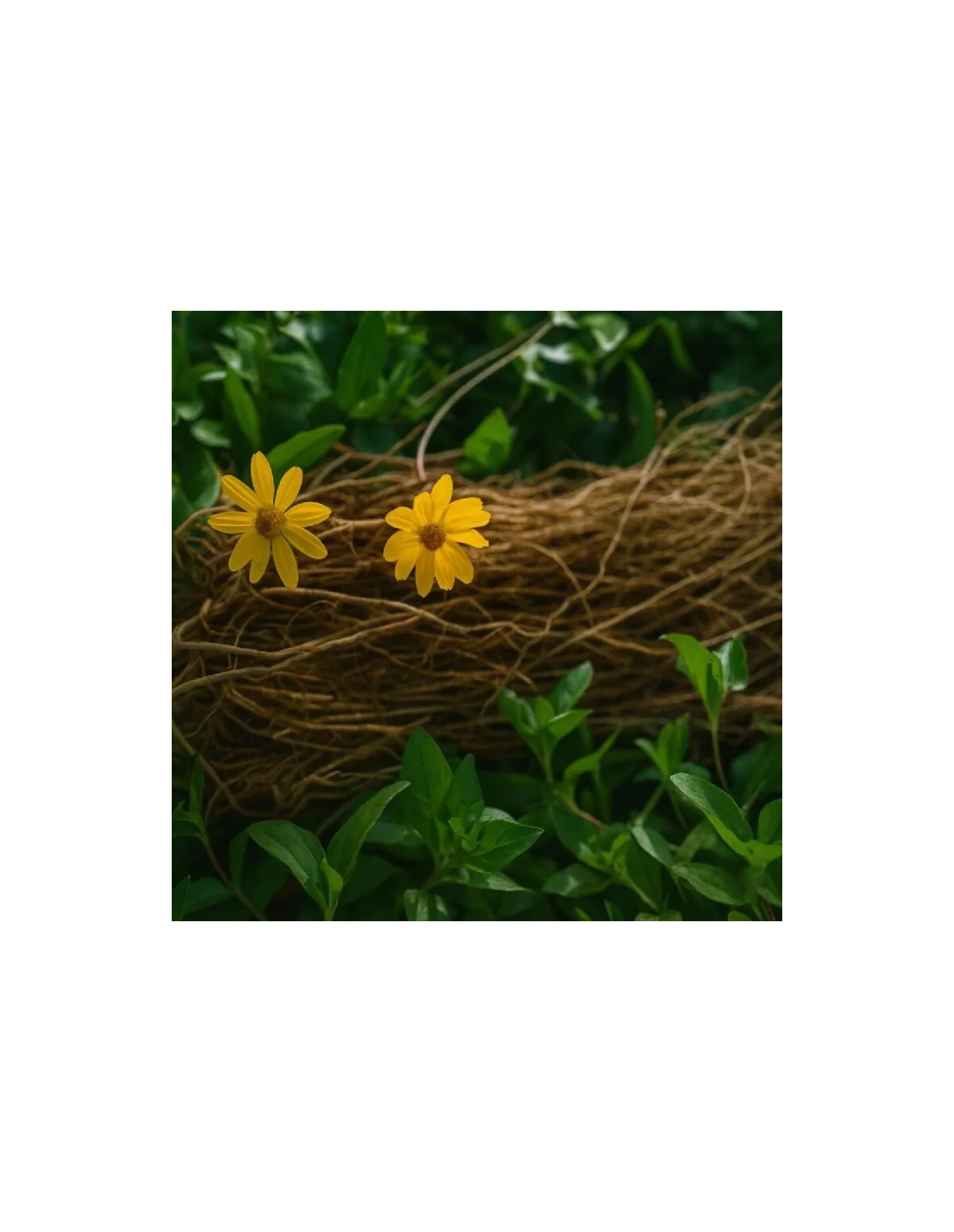 Chilcuague Extract (Heliopsis longipes) – Concentrate – Mouth Spray from Mexico, 30ml
