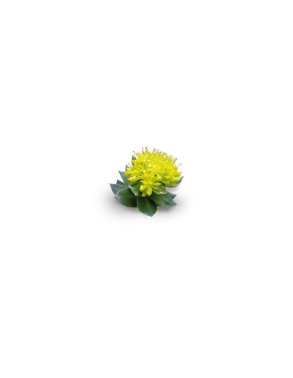 Rhodiola Rosea Extract – 10ml