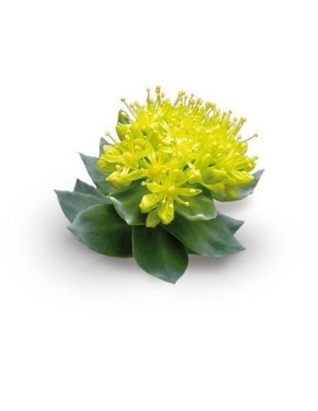 Rhodiola Rosea Extract – 10ml