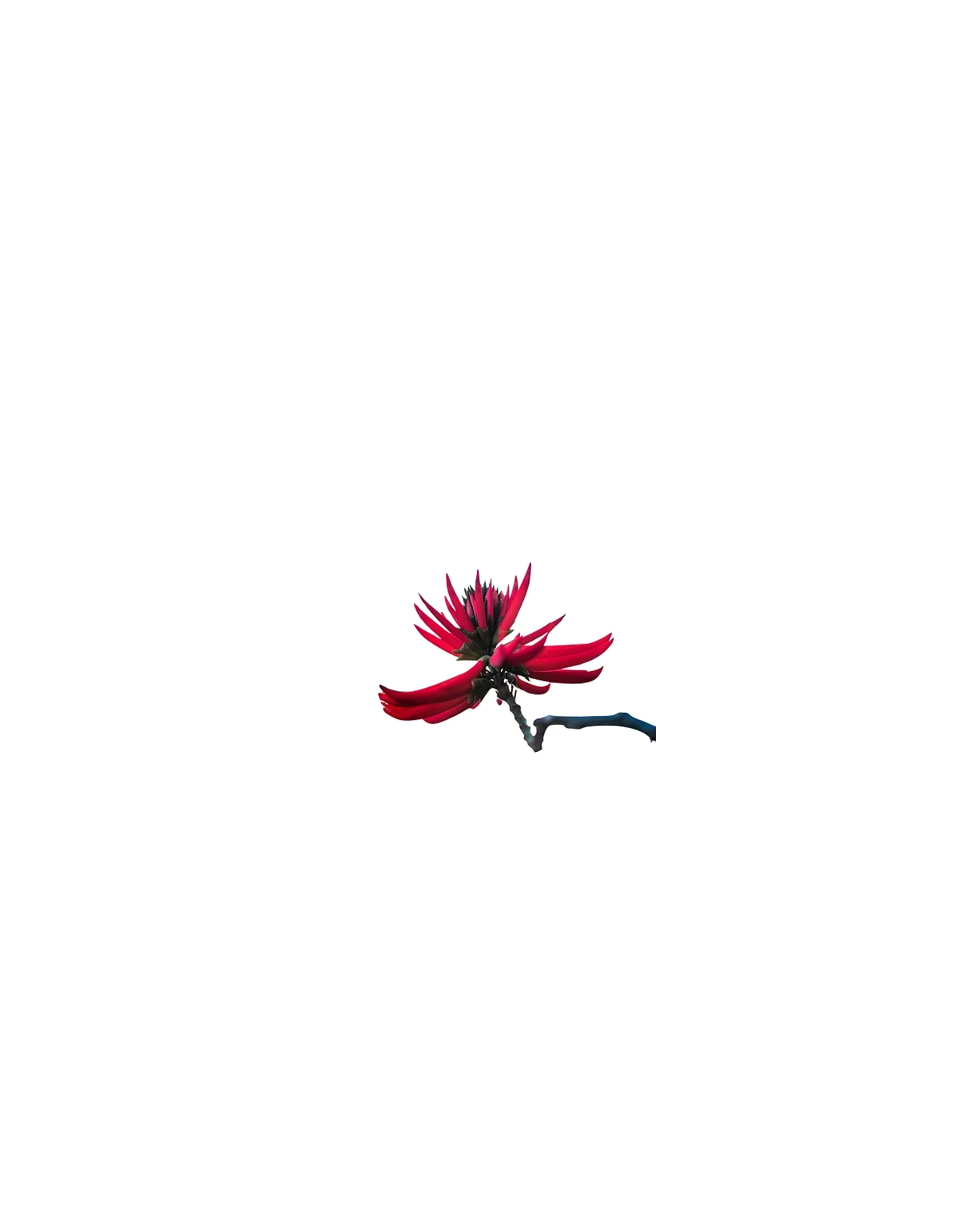 Mulungu-Tinktur 1:1 (Erythrina Mulungu) – 30ml