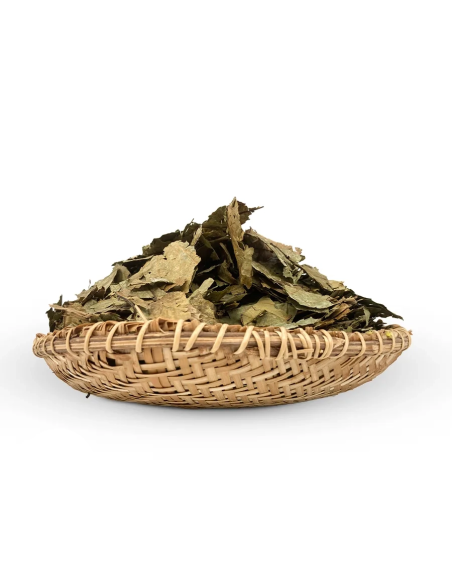 Whole Caapi Leaves (Banisteriopsis Caapi) – Cielo Leaves, Shipibo Tribe from Peru