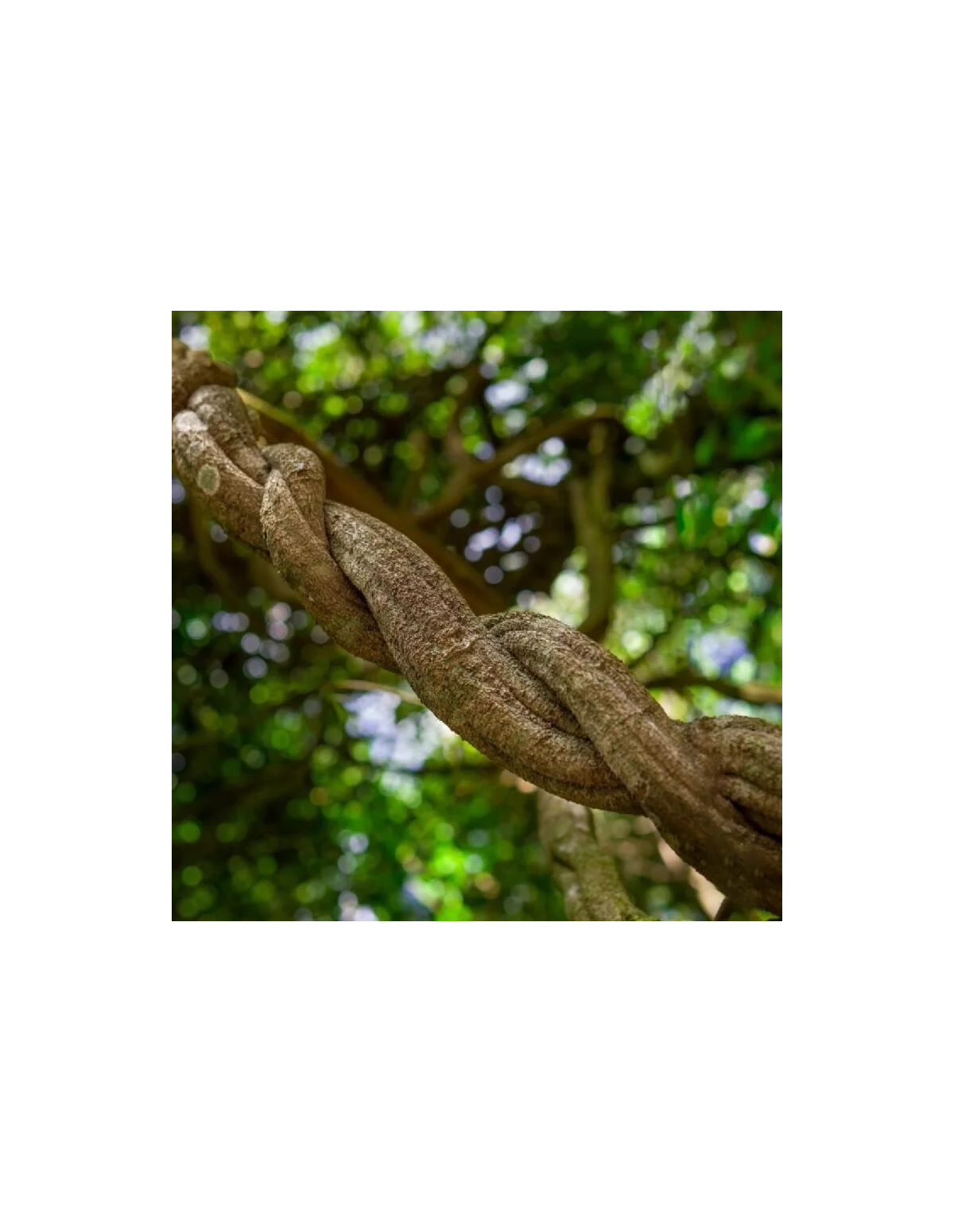 Ecuadorian Red Ayahuasca (Banisteriopsis muricata) – Shredded Vine from Ecuador