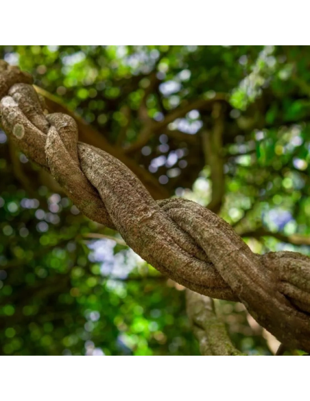 Ecuadorian Red Ayahuasca (Banisteriopsis muricata) – Shredded Vine from Ecuador