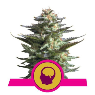 Amnesia Haze - Royal Queen Seeds  - 2