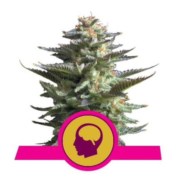 Amnesia Haze - Royal Queen Seeds  - 2 Amnesia Haze - Royal Queen Seeds  - 2